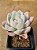 Echeveria albicans variegata - Imagem 1