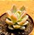 Echeveria albicans variegata - Imagem 2