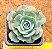 Echeveria amistar - Imagem 1