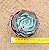 Echeveria amistar - Imagem 3