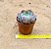 Echeveria amistar - Imagem 4