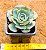 Echeveria amistar - Imagem 3