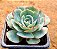 Echeveria amistar - Imagem 2