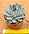 Echeveria apus - Imagem 2