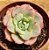 Echeveria Atlantis - Imagem 1