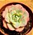 Echeveria Atlantis - Imagem 2