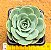 Echeveria Atlantis - Imagem 1