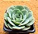 Echeveria Atlantis - Imagem 3