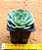 Echeveria Atlantis - Imagem 2