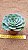 Echeveria Atlantis - Imagem 5