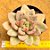 Echeveria avocado cream - Imagem 1