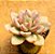Echeveria avocado cream - Imagem 2