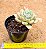 Echeveria avocado cream - Imagem 3