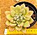 Echeveria avocado cream - Imagem 1