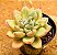 Echeveria avocado cream - Imagem 2