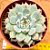Echeveria beatrice - Imagem 1