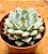 Echeveria beatrice - Imagem 2