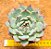 Echeveria beatrice - Imagem 3