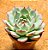 Echeveria beatrice - Imagem 7