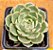Echeveria ben badis - Imagem 2