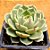 Echeveria ben badis - Imagem 1