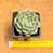 Echeveria ben badis - Imagem 3
