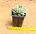 Echeveria ben badis - Imagem 4