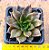 Echeveria black prince - Imagem 1