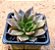 Echeveria black prince - Imagem 3
