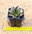Echeveria black prince - Imagem 4