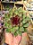 Echeveria black rose - Imagem 6