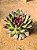 Echeveria black rose - Imagem 7