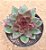 Echeveria black rose - Imagem 5