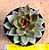 Echeveria black rose - Imagem 1