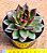 Echeveria black rose - Imagem 2
