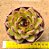 Echeveria black rose - Imagem 3
