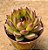 Echeveria black rose - Imagem 2