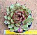 Echeveria black rose - Imagem 1