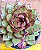 Echeveria black rose - Imagem 4