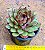 Echeveria black rose - Imagem 3