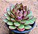 Echeveria black rose - Imagem 2