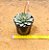 Echeveria black tips - Imagem 3