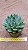 Echeveria black tips - Imagem 6