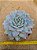 Echeveria blue bird - Imagem 1