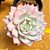 Echeveria blue bird - Imagem 1