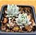 Echeveria blue star - Imagem 1