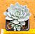 Echeveria blue star - Imagem 1