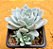 Echeveria blue star - Imagem 2