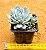 Echeveria blue star - Imagem 3