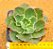 Echeveria blue waves - Imagem 1